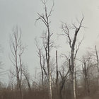 violetstatures thumbnail