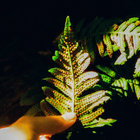 cryptogam thumbnail