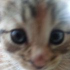 lmrks thumbnail