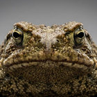 Sentient Toad Device thumbnail