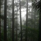 SMARAGDUS BEAT TAPE | GREEN ASSASSIN DOLLAR