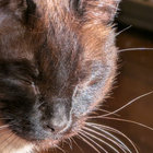 sunny thumbnail