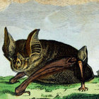 soppygoblin thumbnail
