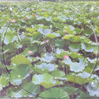 lotusize thumbnail