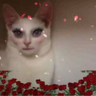 angel bb thumbnail