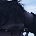 roc thumbnail