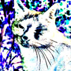 cvtpaw3z thumbnail