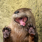 dancingPenguin thumbnail