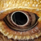 rosetjau thumbnail