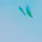 notsamplehead thumbnail