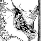 urethrajuice thumbnail