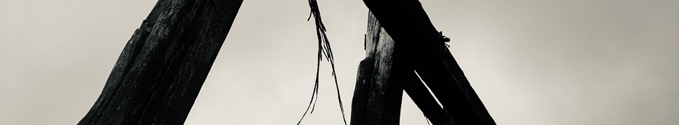 Pet Twin — Photo