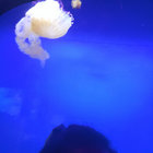 LaceysaurusRex thumbnail