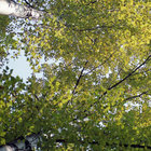 kirannishiniet thumbnail
