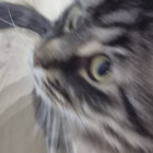 korchit thumbnail
