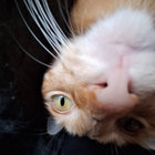 beanofu thumbnail