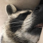 rakun_ thumbnail