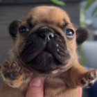 waowza thumbnail