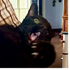 BRANT thumbnail