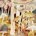 fungifungi thumbnail