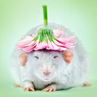 rattsyro thumbnail