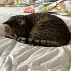 Lily thumbnail