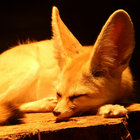 roufpup thumbnail