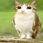 Big_Birdy thumbnail