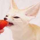 sirknobbles thumbnail