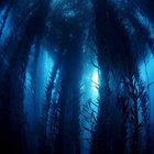 angl3rz_coll3ction thumbnail
