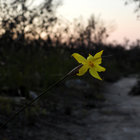 phi.nomena thumbnail