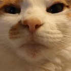cantseemyreflection thumbnail