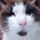 Manheltai thumbnail