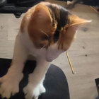 Sammy Boy thumbnail