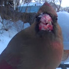 praxidyke thumbnail