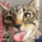 dathig thumbnail