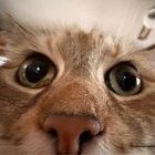 spiffy_james thumbnail