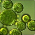 Algae-can-dream-too thumbnail