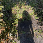 underthedogwood thumbnail