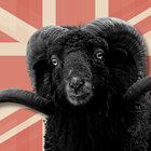 black sheep brit thumbnail