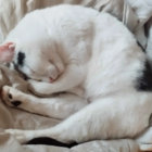 yoyoshi thumbnail