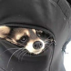 crowqu thumbnail