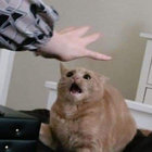 luca_as thumbnail