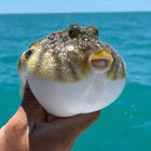 Wabungus thumbnail