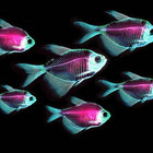 fishwithminds thumbnail