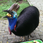 cassowary_sofa thumbnail