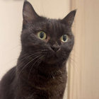 GEORGE thumbnail