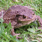 toad thumbnail