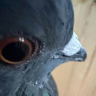 cemeterypigeon thumbnail