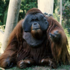 savethegibbons thumbnail